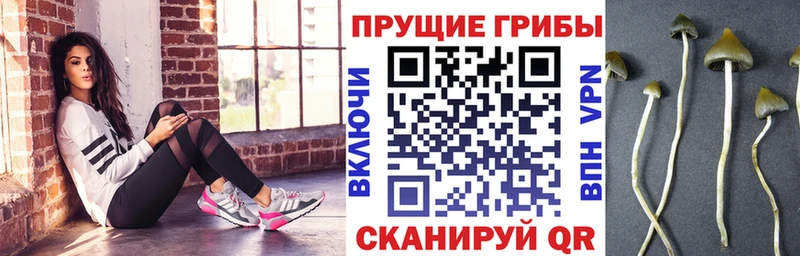 Купить закладки  Выкса  Псилоцибиновые грибы GOLDEN TEACHER 